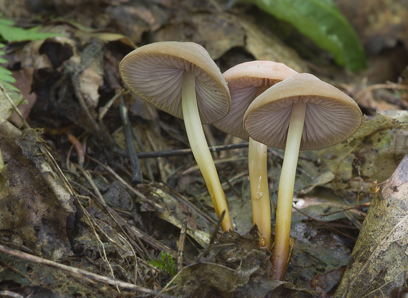 Marasmius cohaerens 